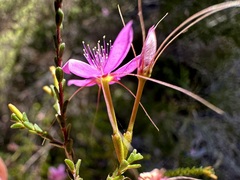 Calytrix fraseri