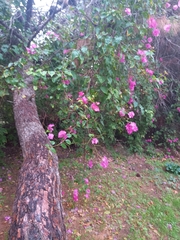 Bougainvillea glabra