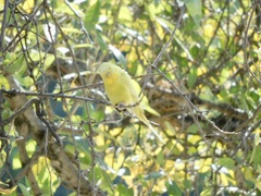 Melopsittacus undulatus domesticus