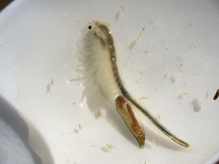 Branchinecta lindahli