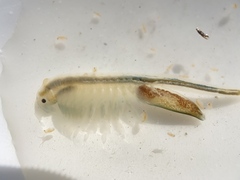 Branchinecta lindahli