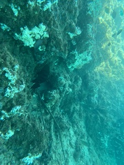 Epinephelus daemelii