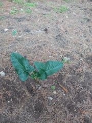 Arum