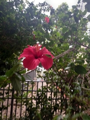Hibiscus rosa-sinensis