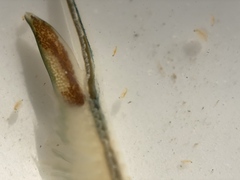 Branchinecta lindahli