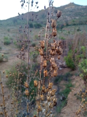 Penstemon spectabilis