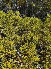 Halocarpus bidwillii