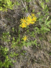 Senecioninae