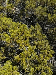 Halocarpus bidwillii