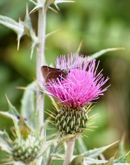 Cirsium ochrocentrum