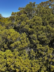 Halocarpus bidwillii