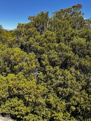 Halocarpus bidwillii