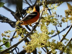 Icterus cucullatus