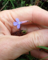 Lobelia neglecta