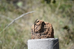 Sceloporus dugesii