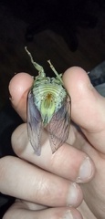 Megatibicen auletes