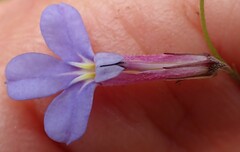 Lobelia neglecta
