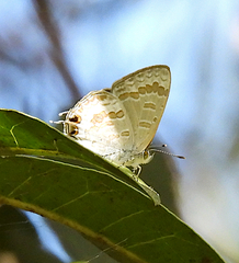 Catopyrops florinda