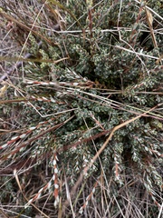 Acrothamnus colensoi
