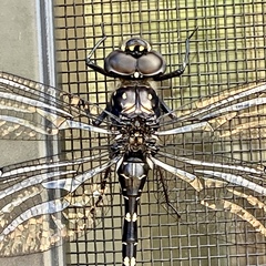 Austroaeschna anacantha