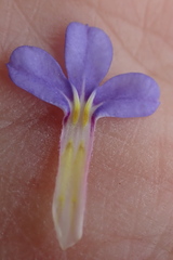 Lobelia neglecta