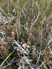 Acrothamnus colensoi