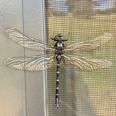 Austroaeschna anacantha