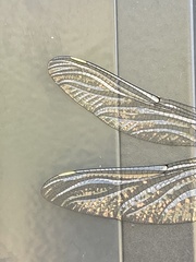 Austroaeschna anacantha