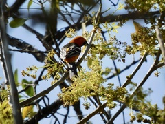 Icterus cucullatus