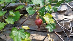 Ribes roezlii