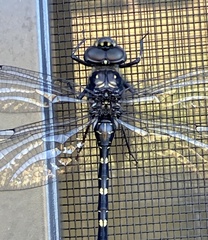 Austroaeschna anacantha