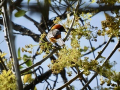 Icterus cucullatus