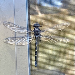 Austroaeschna anacantha