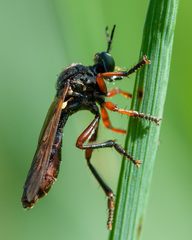 Dioctria flavipennis