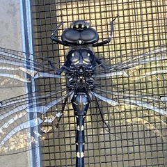 Austroaeschna anacantha