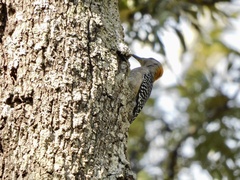 Melanerpes aurifrons