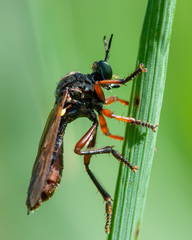 Dioctria flavipennis