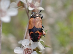 Castiarina brutella