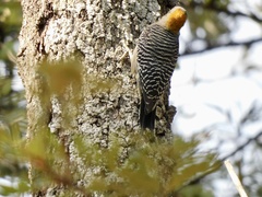 Melanerpes aurifrons