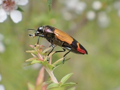 Castiarina brutella