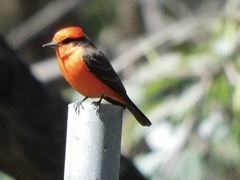 Pyrocephalus rubinus