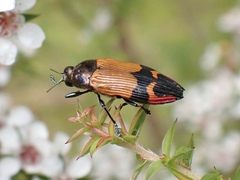 Castiarina brutella