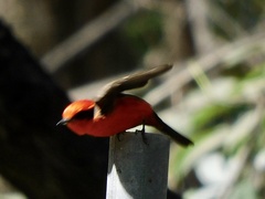 Pyrocephalus rubinus