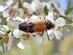 Castiarina brutella
