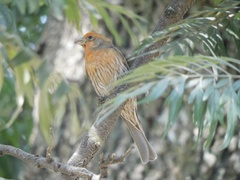 Haemorhous mexicanus