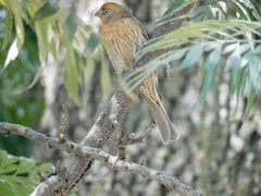 Haemorhous mexicanus