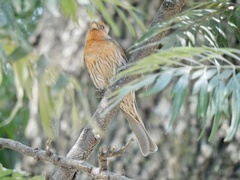 Haemorhous mexicanus