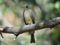 Contopus pertinax