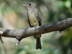 Contopus pertinax