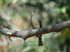 Contopus pertinax